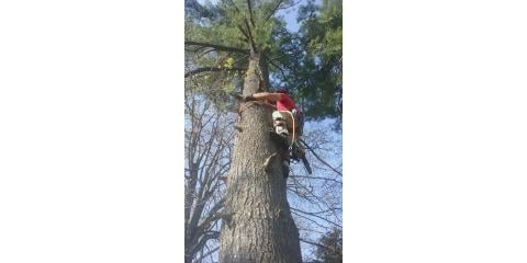 Collegeville Tree Service