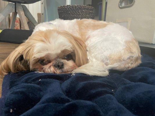 Our dog relaxing after his haircut.