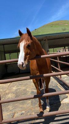 My horse in his stall/paddock