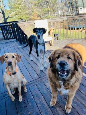 Dog friends enjoying a beautiful day!