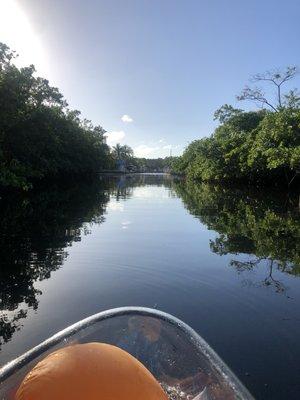 Kayaking through the mangroves