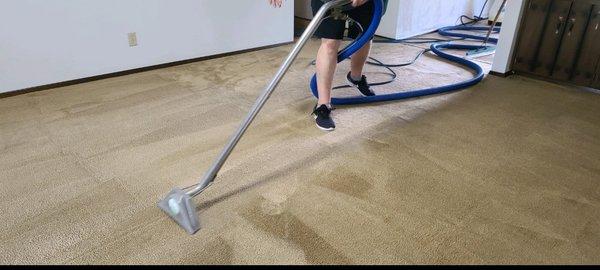 Cleaning some nasty carpet.