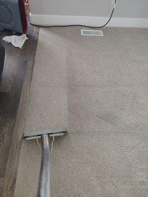 Actual work completed by All Clean Carpet Care March 2019. Results every time with all Clean Carpet Care. True truckmount steam cleaning