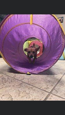 Leo playing in the tunnel