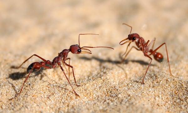 Ant Pest Control