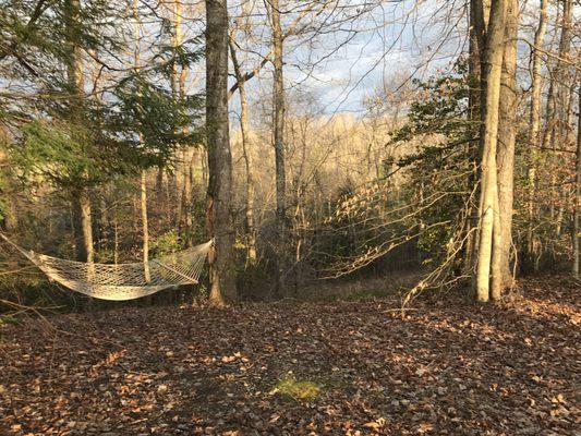 Hammock tucked into the forest.