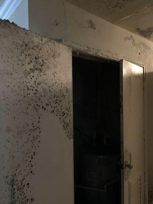 Black mold