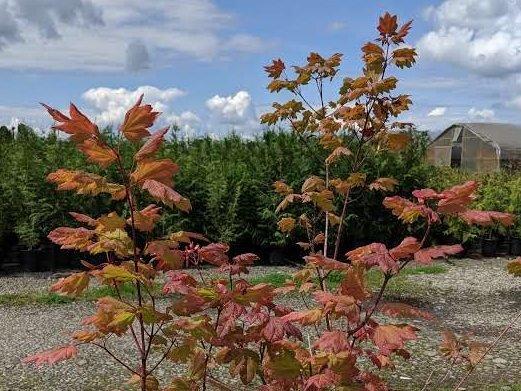 Vine Maple