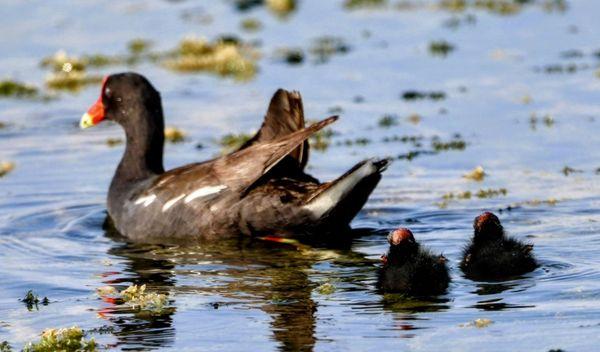 Lake Apopka Wildlife Drive