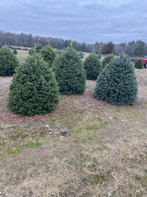 Short fat round trees everywhere