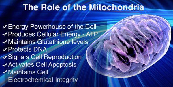 What a Mitochondria does.