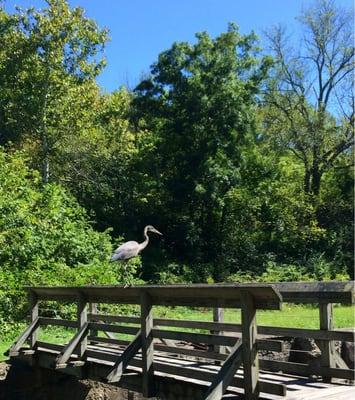 Hello heron.