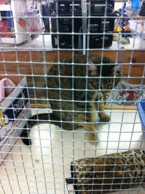 Adopt a cat on-site. Soooo cute