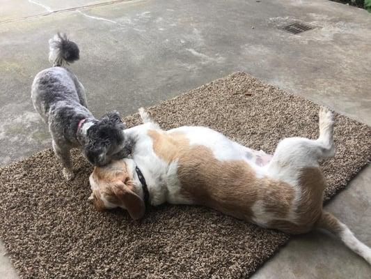 They love to play together.