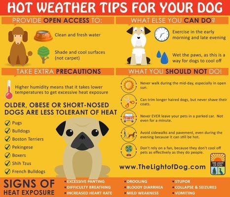 Keep your DogSafe in the heat. GetDogsafe.com