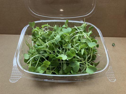 Daikon Radish microgreens