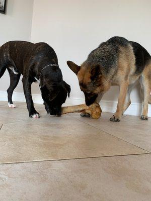 Our Mammoth bones are big enough to share