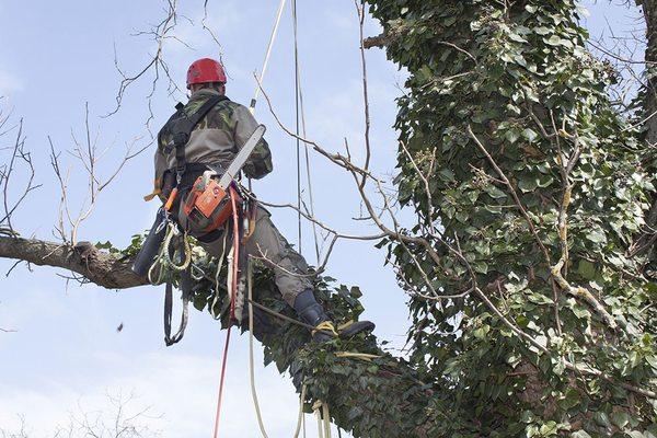 Tree Cutting