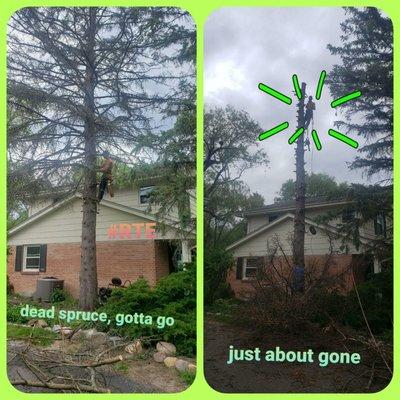 Spruce removal