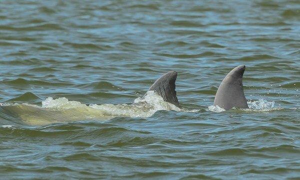 Watching the dolphins have fun !!