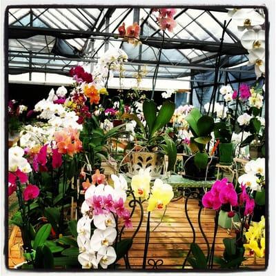 Amazing selection of prime orchids