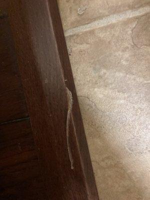 Gouge in our wood floors