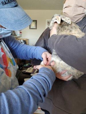 Trimming bunny nails