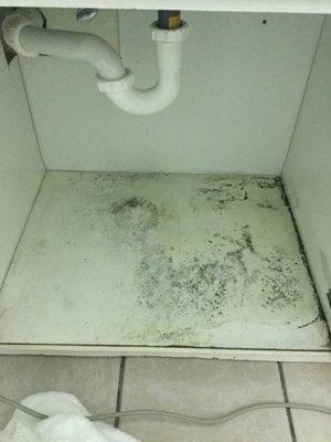 The mold under our sink