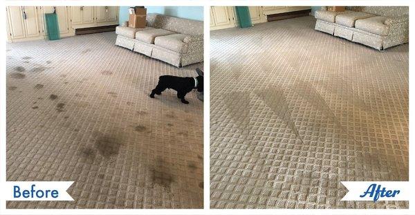 carpet cleaned.