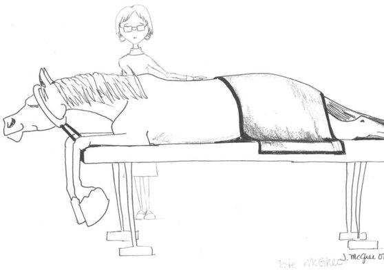 JLT Equine Massage & Saddle Fitting