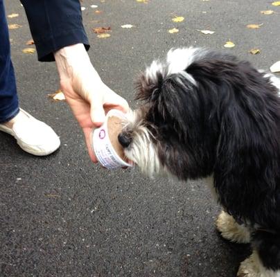 Yappy Treats Cart™ all-natural gourmet Frozen Yogurt Dog Treat Co. NYC. Dogfroyo™ dog froyo