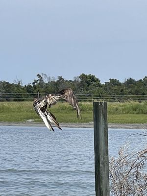 Beautiful bird in flight - bird of prey - beak curved and facing downward with talons at the ready.