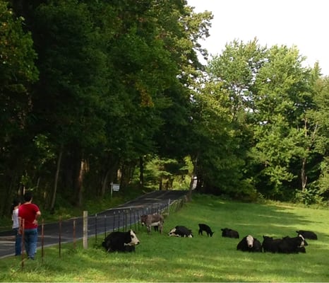 A lazy cow day at Kingsbury's Orchard