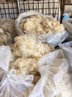 That's a lot of wool. When we touched it, you could feel the lanolin in it.