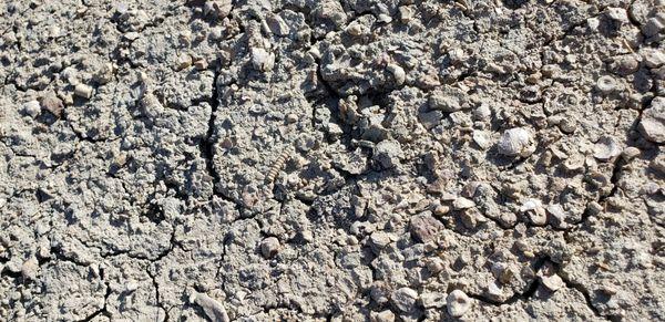 Fossils on the ground