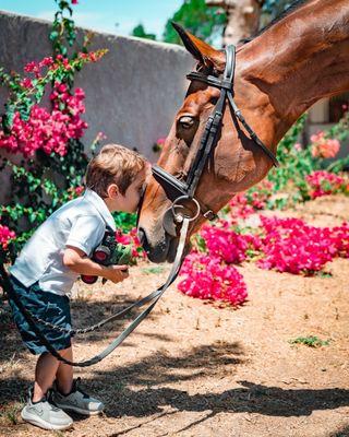 kfi showjumping