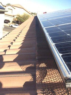 Solar Panel Pigeon Prevention in Phoenix