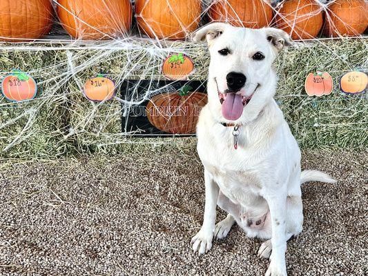 Come meet Lucky and explore the enormous selection of pumpkins at the Arizona Pumpkin Patch, located on 3015 E Warner Rd. Gilbert, AZ 85296