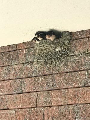 Swallow nest at Longs...