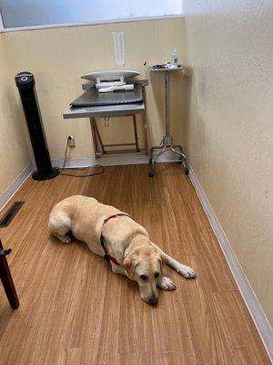 Gus and I got to go into the vet exam room together! A first since covid, thanks to the kinder policies of Peninsula Avenue Veterinary!