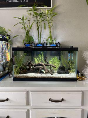 10 gallon, pea puffers, and newly added silver tip tetras