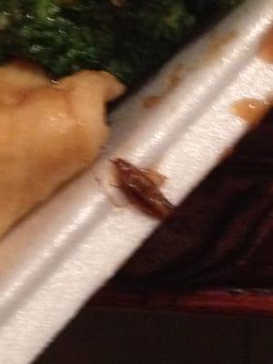 Insect that I found in my chicken and broccoli, Joy Garden