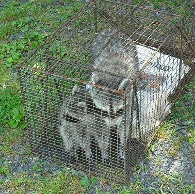 Raccoon mother and baby captured by Animal Management