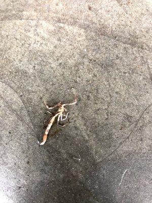 Scorpion found in customer's garage