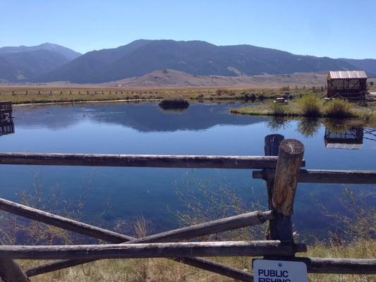 Demonstration pond filled with trout.