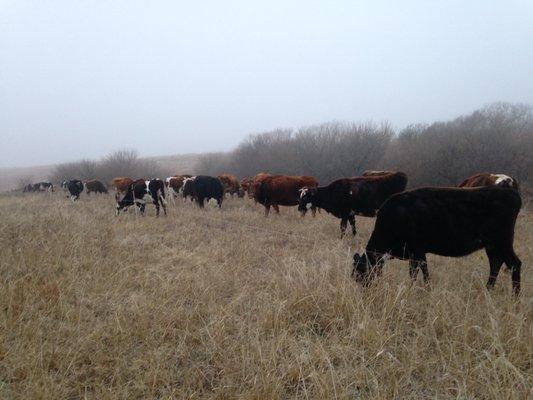 In the winter, we try to avoid shipping hay in by using standing hay. This is dried grass that isn't baled, just let stand in the pasture