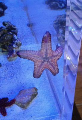 Their Sea Star, formerly referred to as a Starfish