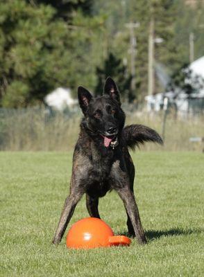 Fun on the big, fenced field