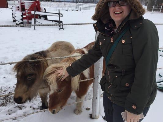 Petting the mini horses!