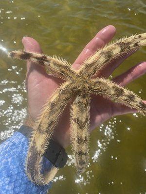 The Grey Sea Star (Luidia clathrata) is a locally encountered starfish which sometimes grows to 12 inches in diameter.